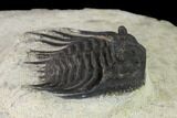 Spiny Leonaspis Trilobite - Morocco #137928-5